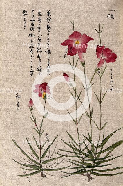 A plant, possibly a pink (Dianthus species): two flowering stems. Creator: Unknown.