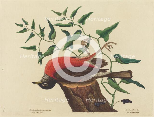 The Fieldfare of Carolina (Turdus migratorius), published 1731-1743. Creator: Mark Catesby.