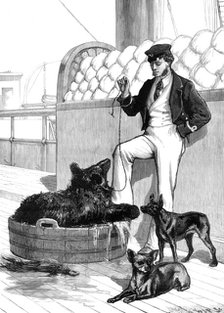 The Prince's Voyage Home from India...Himalayan Black Bear and tailless dog...1876. Creator: W. J. P..