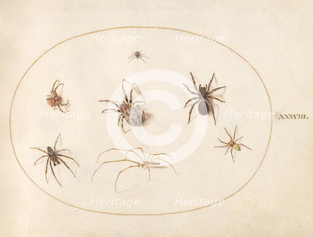 Plate 38: Seven Spiders, c. 1575/1580. Creator: Joris Hoefnagel.