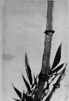 Bamboo, 18th-19th century. Creator: Hokusai.