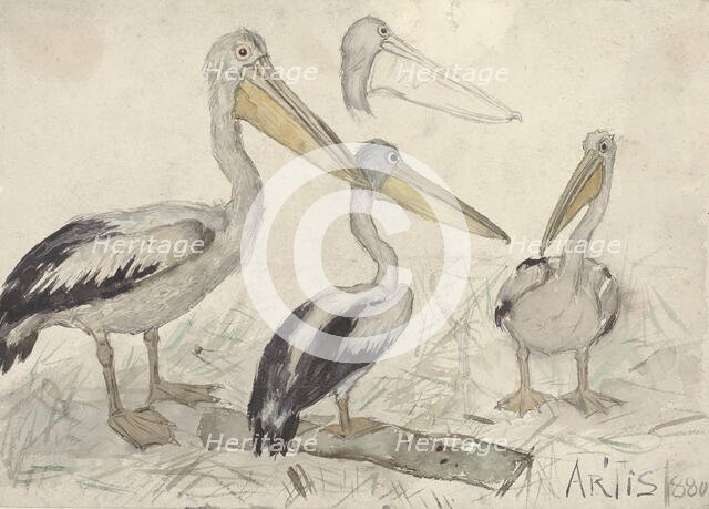 Pelicans in Artis Zoo, 1880. Creator: Johannes Cornelis van Essen.