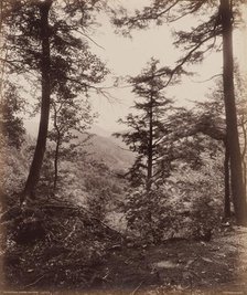 Cliff View, Through the Trees, c. 1895. Creator: William H Rau.
