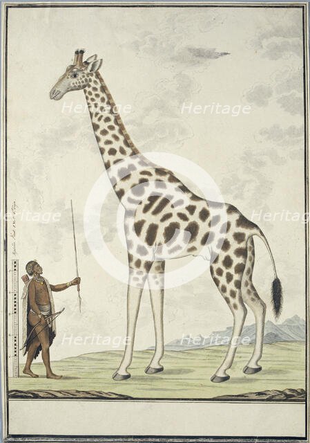 Giraffa camelopardalis (Giraffe); with left a Khoikhoi as Scale Model, 1779. Creator: Robert Jacob Gordon.