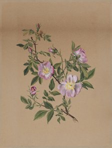 Rose Mallow (Hibiscus moscheutos), 1878. Creator: Mary Vaux Walcott.