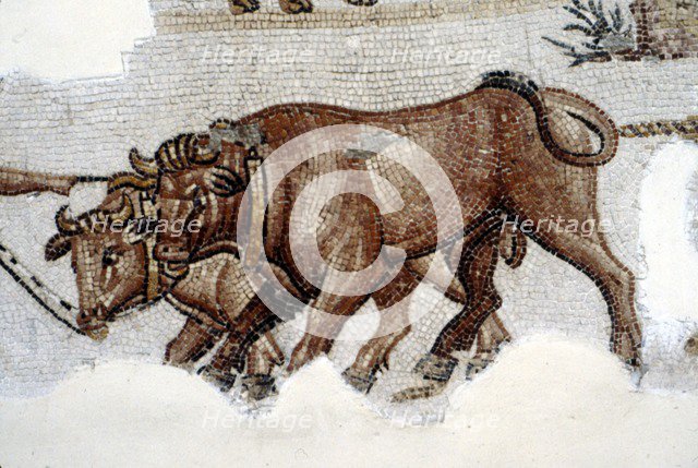 Roman Mosaic of Yoked Oxen, c3rd century. Artist: Unknown.