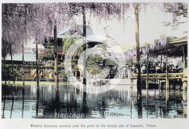 Wisteria blossom over the pond in the Kameido Temple Gardens, Tokyo, Japan, late 19th century. Artist: Unknown