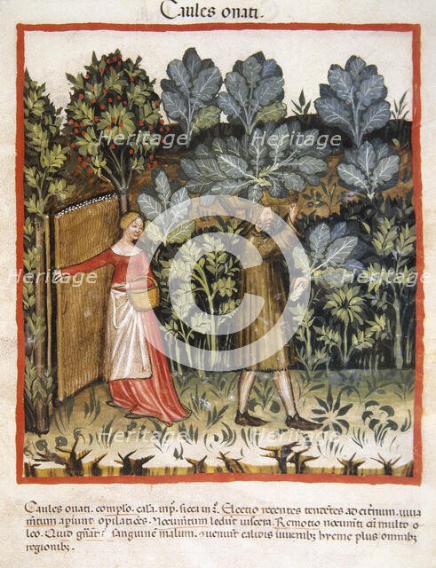 Cabbages, 14th century.  Creator: Unknown.