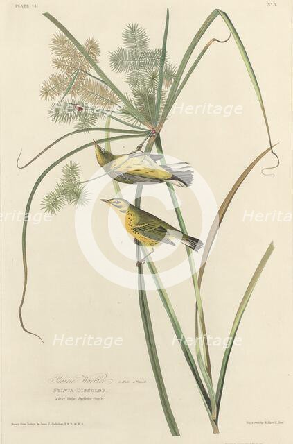 Prairie Warbler, 1827. Creator: Robert Havell.