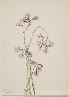 Pentstemon ambiguus, 1935. Creator: Mary Vaux Walcott.