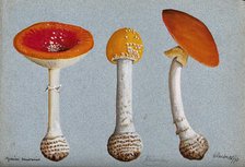 The fly agaric fungus (Amanita muscaria): three fruiting bodies, 1893. Creator: Unknown.