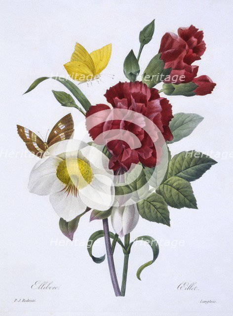 Ellebore et Oeillet,  1829.