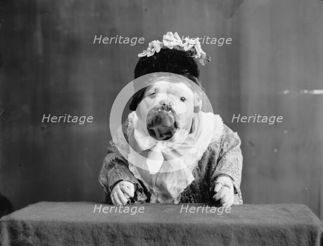 The Missis, c1905. Creator: Unknown.