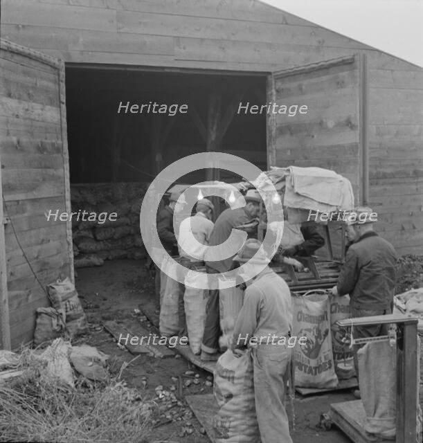 Grading potatoes, preparing for shipment..., ten miles south of Merrill, Oregon, 1939. Creator: Dorothea Lange.