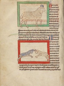 A Sheep; A Ram; Northumberland Bestiary, about 1250-1260. Creator: Unknown.