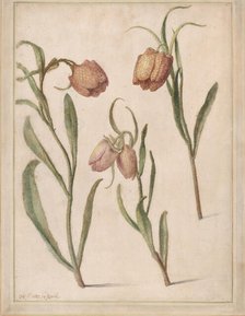 Study of Three Fritillaries, 1683. Creator: Herman Saftleven the Younger.