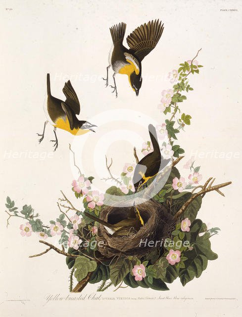 The yellow-breasted chat. From "The Birds of America", 1827-1838. Creator: Audubon, John James (1785-1851).