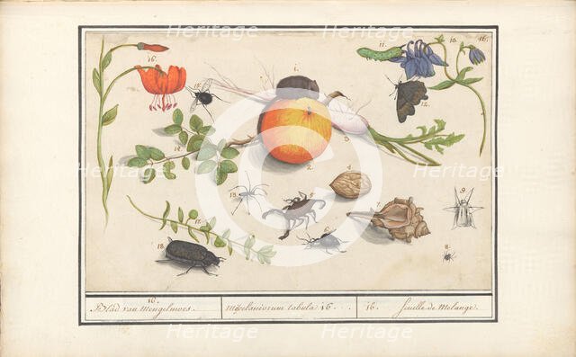 Natural History Ensemble (No. 16), 1596-1610. Creators: Elias Verhulst, Anselmus de Boodt.