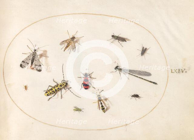 Plate 64: Eleven Insects, Including a Dragonfly and Longhorn Beetle, c. 1575/1580. Creator: Joris Hoefnagel.