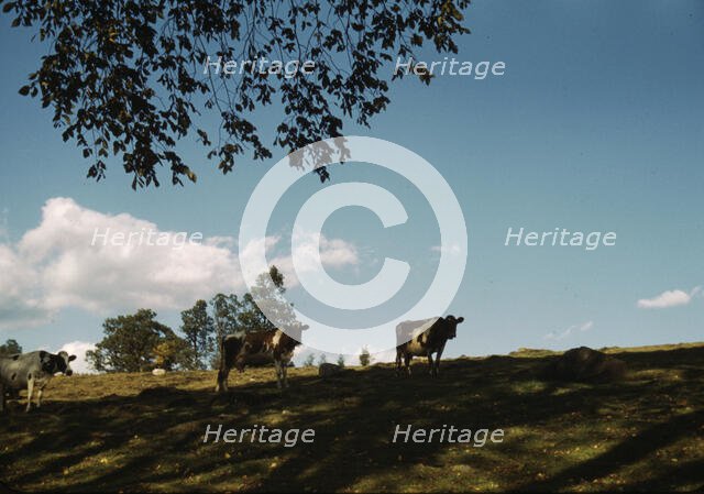 Cows on a hillside, between 1941 and 1942. Creator: Unknown.