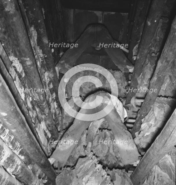 Son of tenant farmer hanging up strung tobacco..., Shoofly, North Carolina, 1939. Creator: Dorothea Lange.