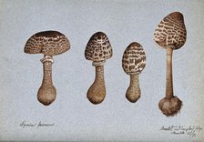 Parasol mushrooms (Lepiota procera): four fruiting bodies, 1892. Creator: Unknown.