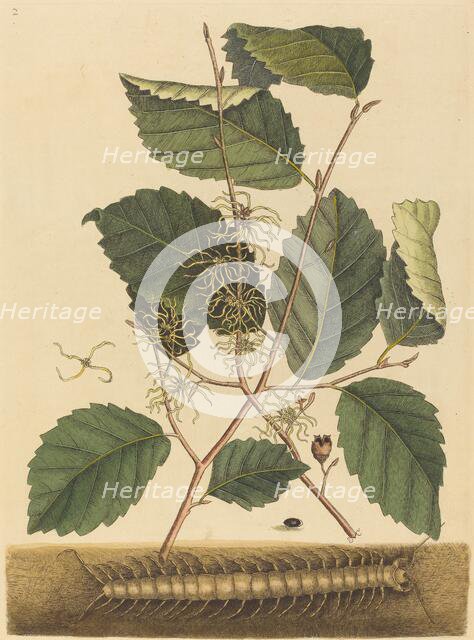 Centipede (Scolopendra morsitans), published 1731-1743. Creator: Mark Catesby.