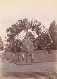 Fan Palm, Singapore, 1860s-70s. Creator: Unknown.