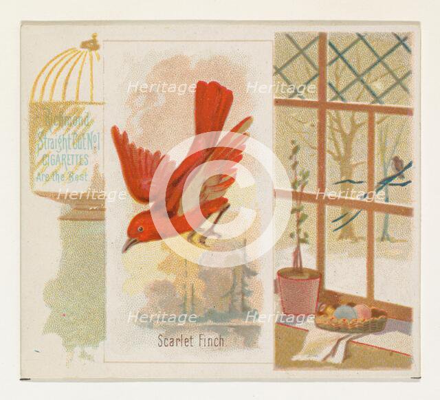 Scarlet Finch, from the Song Birds of the World series (N42) for Allen & Ginter Cigarettes..., 1890. Creator: Allen & Ginter.