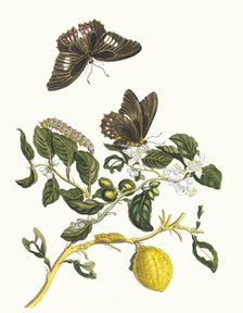 Limonier. From the Book Metamorphosis insectorum Surinamensium, 1705. Creator: Merian, Maria Sibylla (1647-1717).