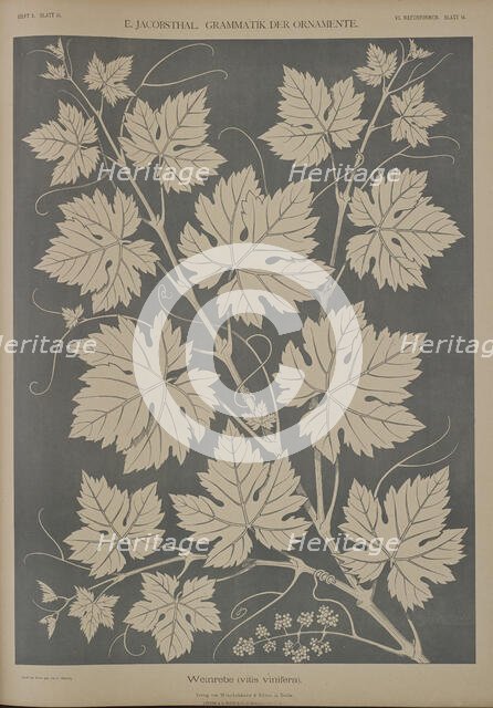 Grapevine (vitis vinifera), 1874.  Creator: Unknown.