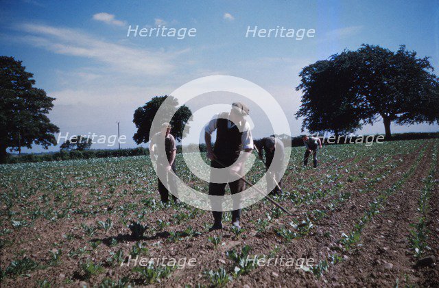 Hoeing Root Crops, England, c1960. Artist: CM Dixon.