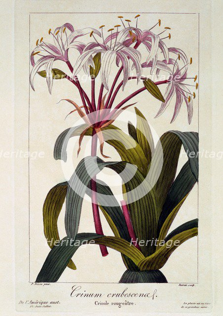 Crinum erubescens,  pub. 1836. Creator: Panacre Bessa (1772-1846).