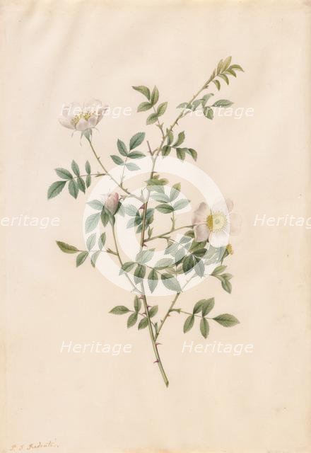 Brier Bush Rose or Dog Rose (Rosa Sepium Rosea), 1817-1824. Creator: Henry Joseph Redouté (French, 1766-1853).