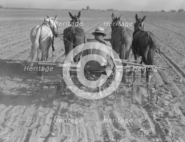 Cultivating beans with a four-row cultivator, near Santa Ana, California, 1937. Creator: Dorothea Lange.