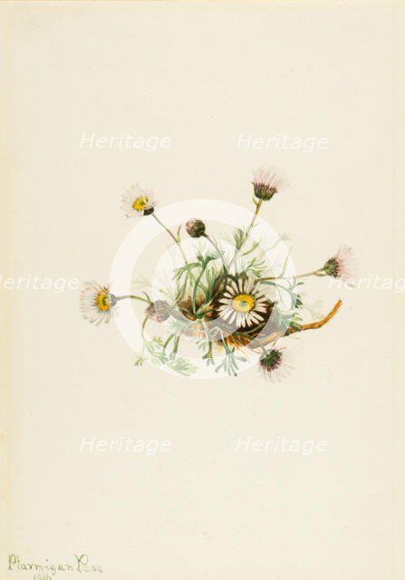 Cut-Leaf Fleabane (Erigeron compositus), 1916. Creator: Mary Vaux Walcott.