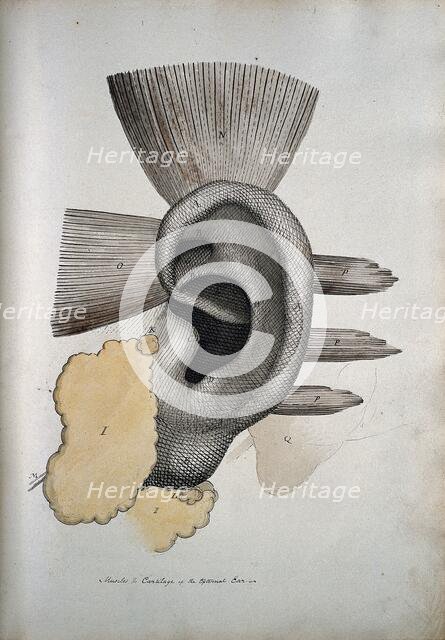 The ear: muscles and cartailage, between 1800 and 1899. Creator: Unknown.