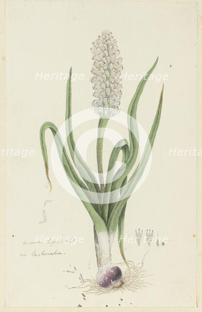 Lachenalia orthopetala Jacq. (Hyacinth), 1777-1786. Creator: Robert Jacob Gordon.
