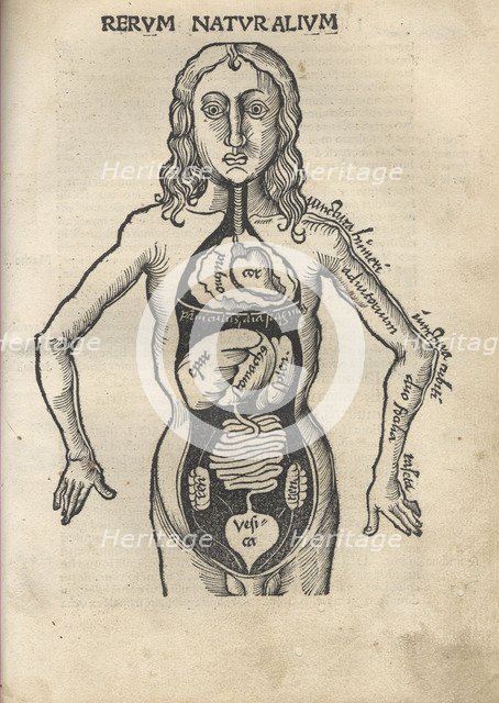 Margarita Philosophica. Anatomy, 1504. Artist: Reisch, Gregor (1467-1525)