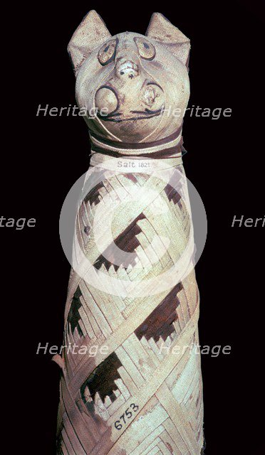 Egyptian mummy of a cat, Artist: Unknown