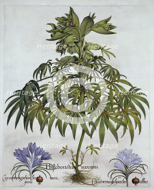 Stinking Hellebore, and Two Kinds of Crocus, from 'Hortus Eystettensis', by Basil Besler (1561-1629)