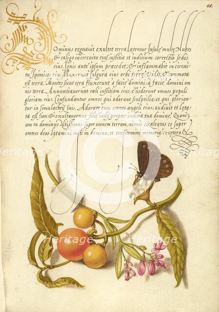 Ringlet, False Jerusalem Cherry, and Milkwort, 1561-1562; illumination added 1591-1596. Creator: Joris Hoefnagel.