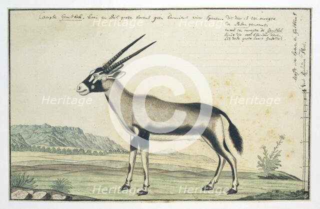 Oryx gazella (Gemsbok), 1777-1786. Creator: Robert Jacob Gordon.