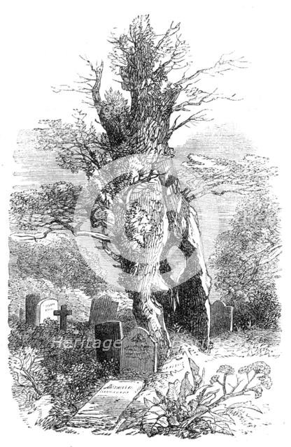 Ancient yew-tree at Palmerston, 1864. Creator: Unknown.