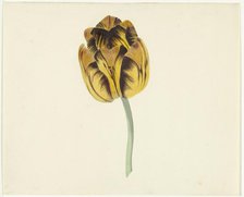 Tulip called Bizard Leodie, 1741-1795. Creator: Cornelis van Noorde.