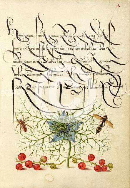 Spider, Love-in-a-Mist, Potter Wasp, and Red Curran, 1561-1562; illumination added 1591-1596. Creator: Joris Hoefnagel.