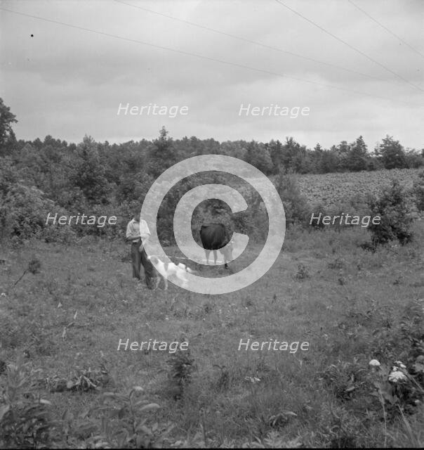 Farm boy with his dog as companion ties out cow in pasture..., Person County, North Carolina, 1939. Creator: Dorothea Lange.