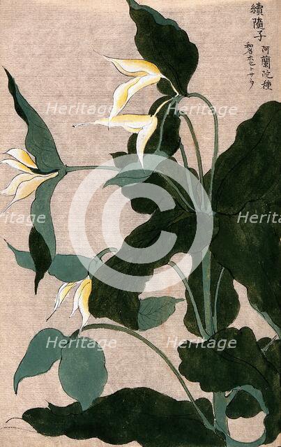 A plant, possibly a Trillium species: flowering stem with large white flowers. Creator: Unknown.