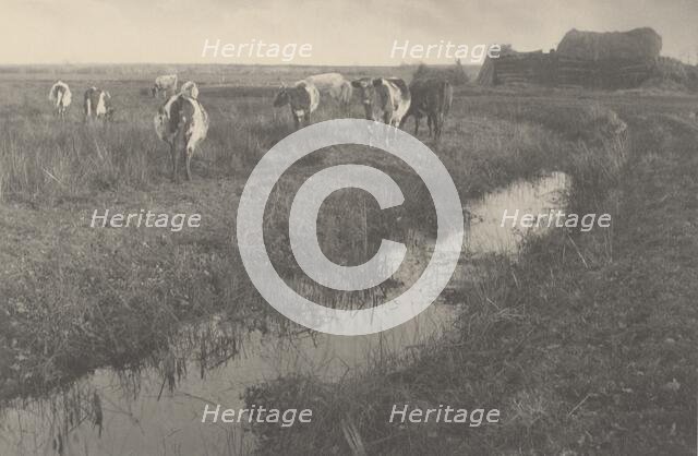 Cattle on the Marshes, 1886. Creators: Dr Peter Henry Emerson, Thomas Frederick Goodall.