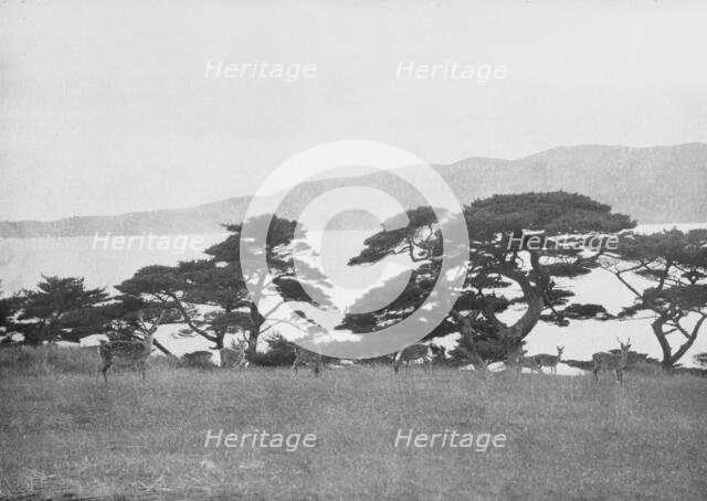 Travel views of Japan and Korea, 1908. Creator: Arnold Genthe.